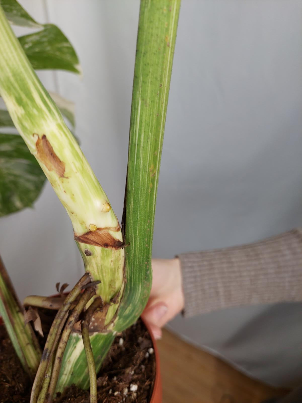 Monstera Variegata Adult