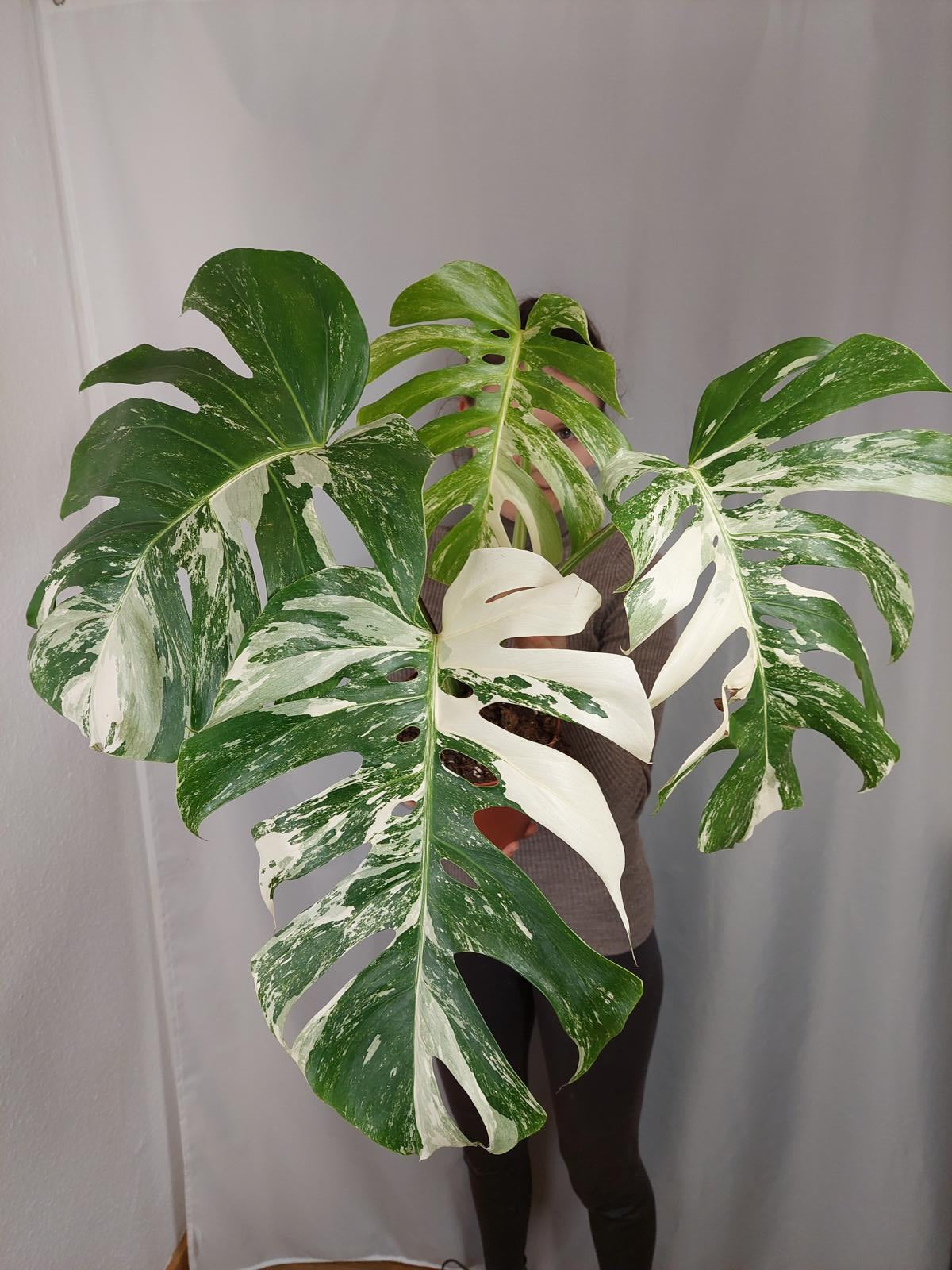 Monstera Variegata Adult