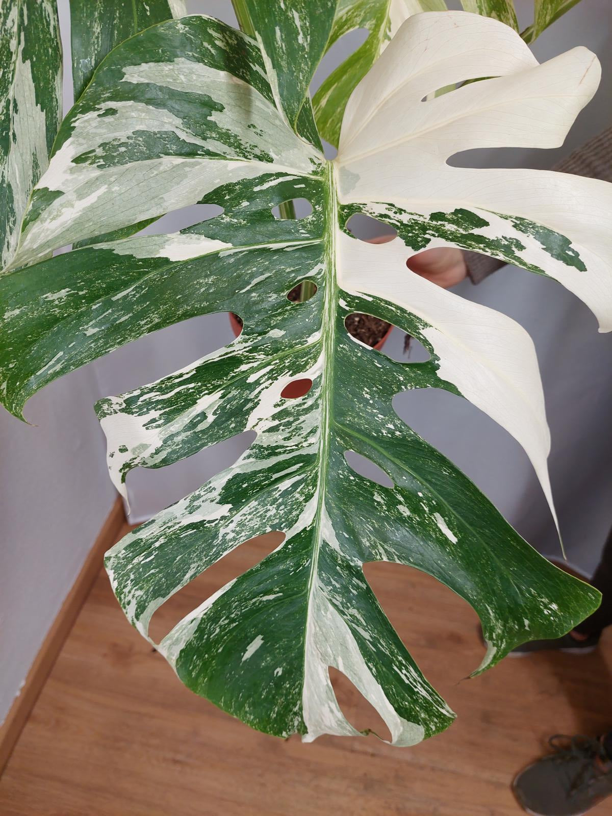 Monstera Variegata Adult