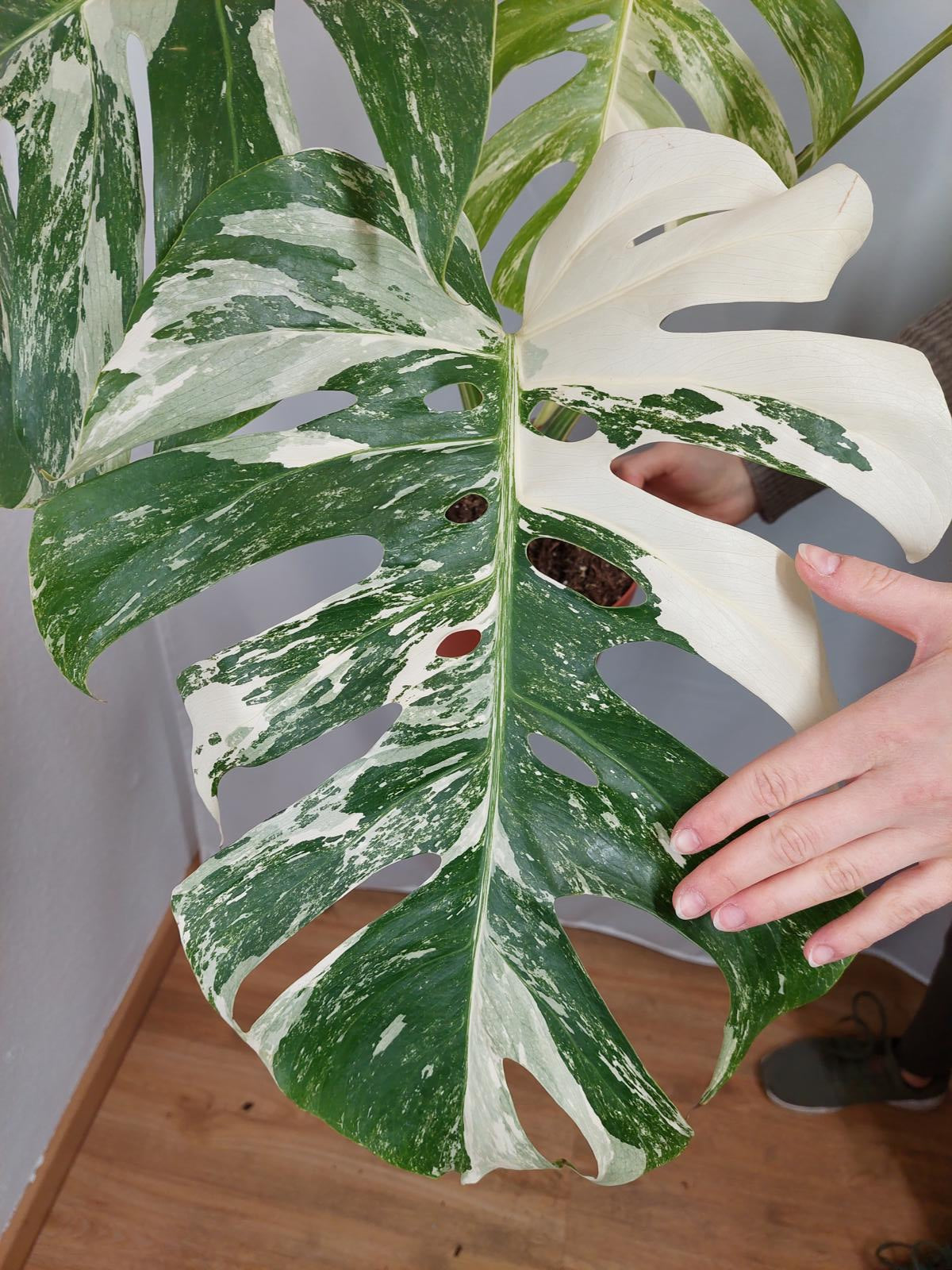 Monstera Variegata Adult