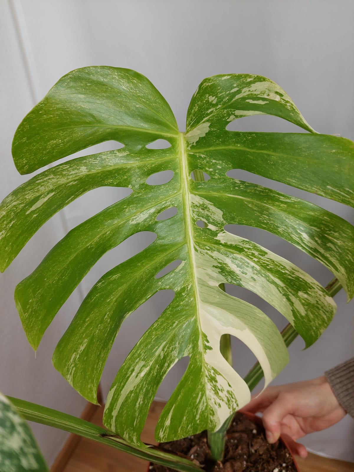 Monstera Variegata Adult