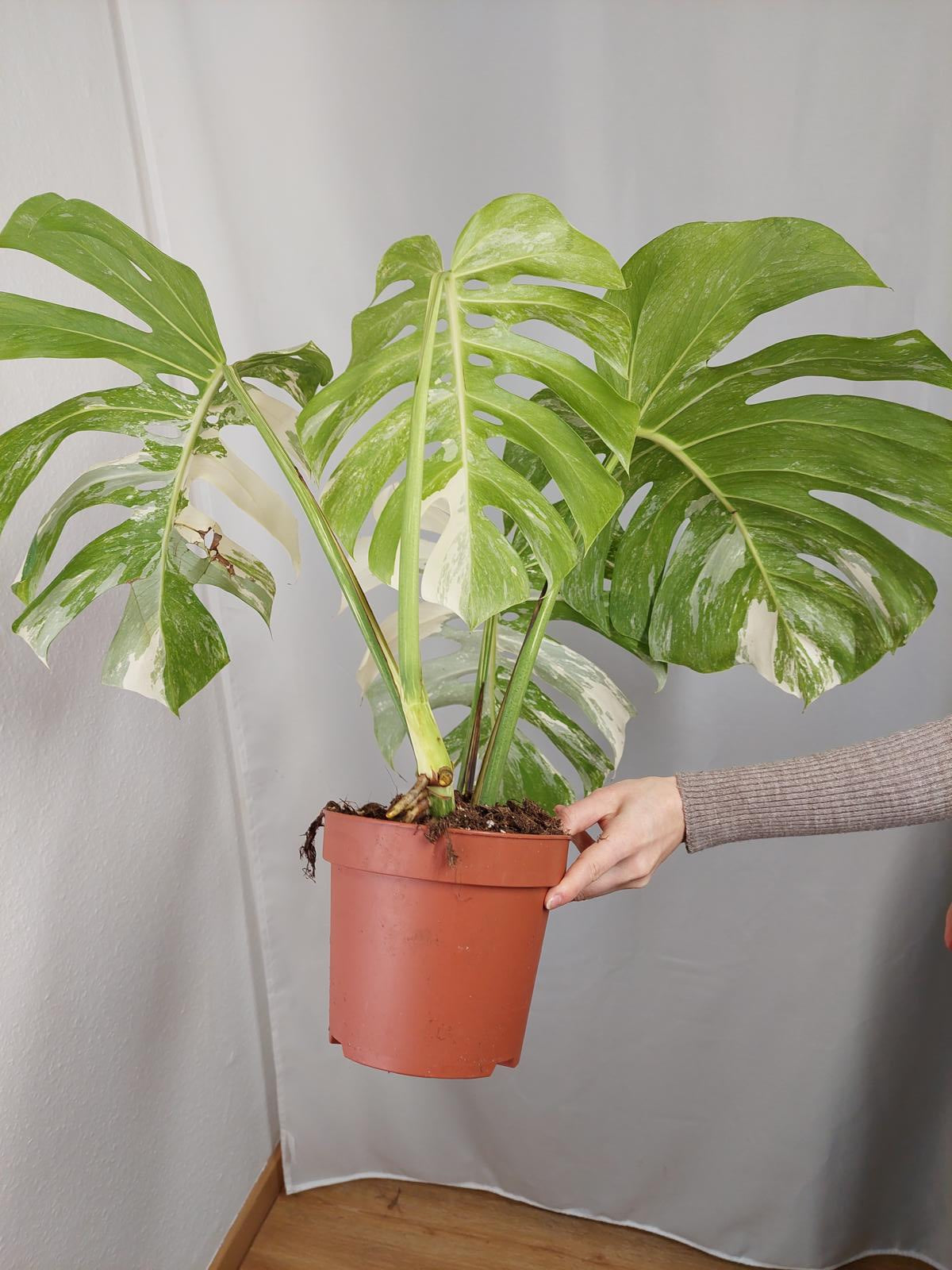 Monstera Variegata Adult