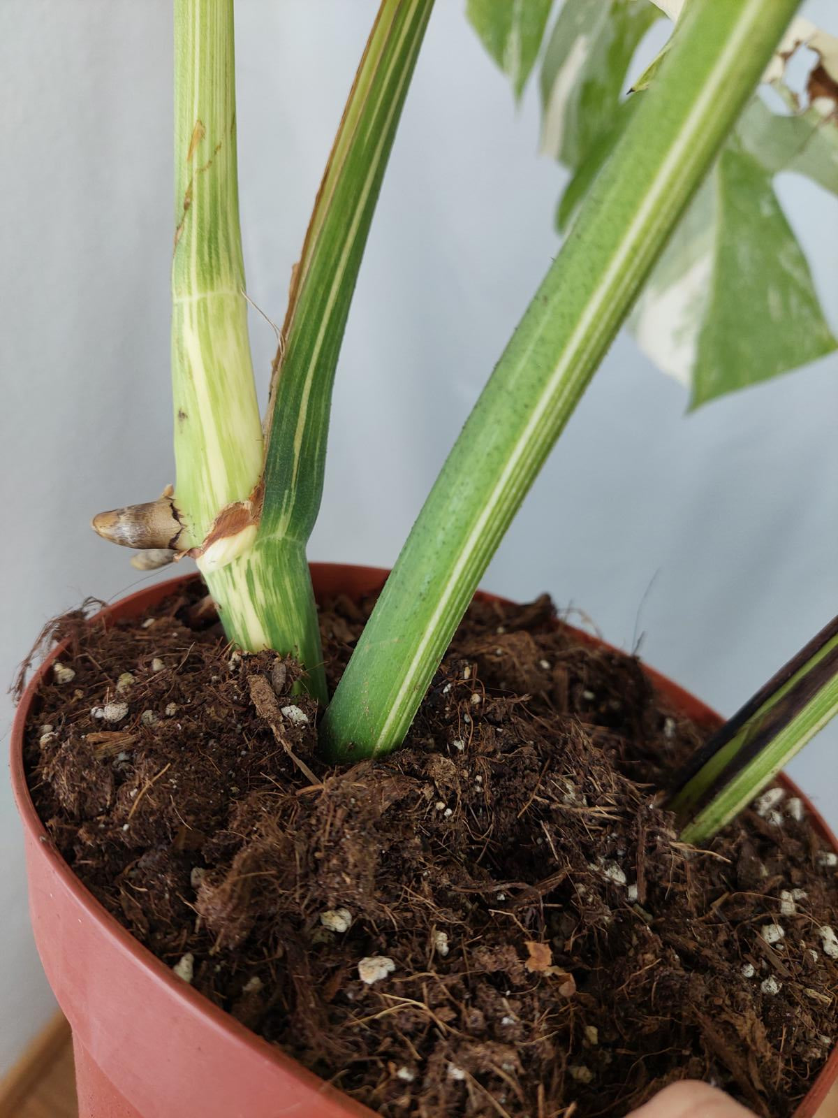 Monstera Variegata Adult