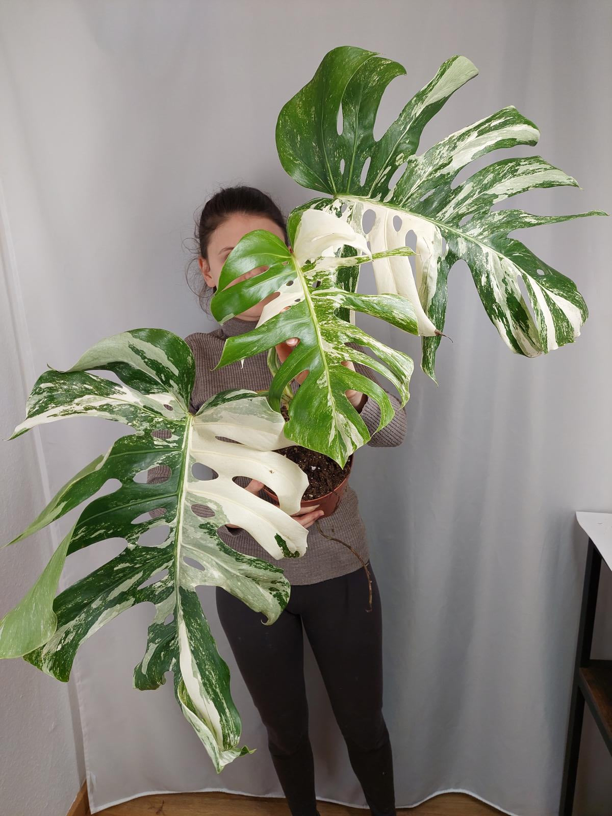 Monstera Variegata Adult