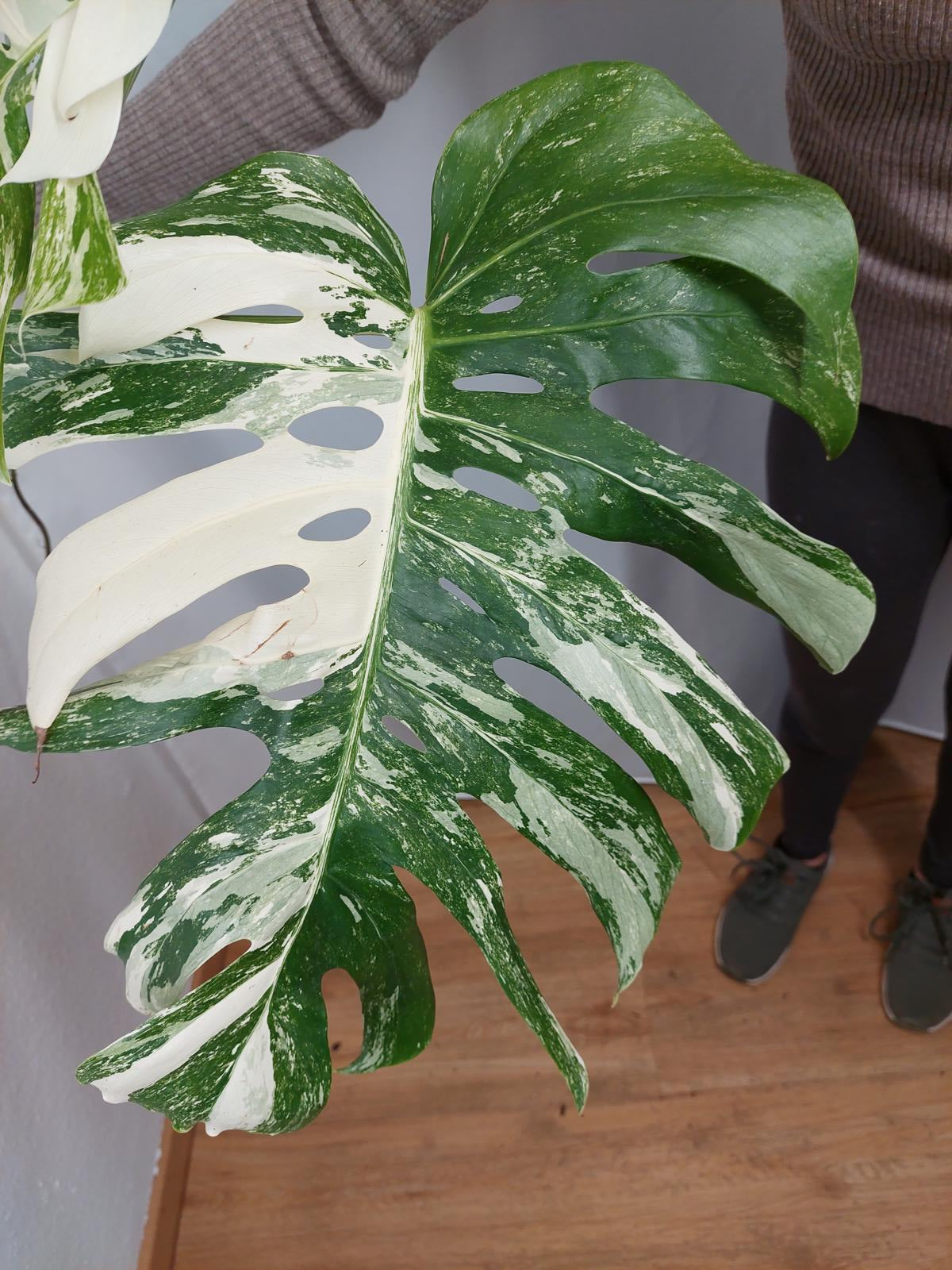 Monstera Variegata Adult