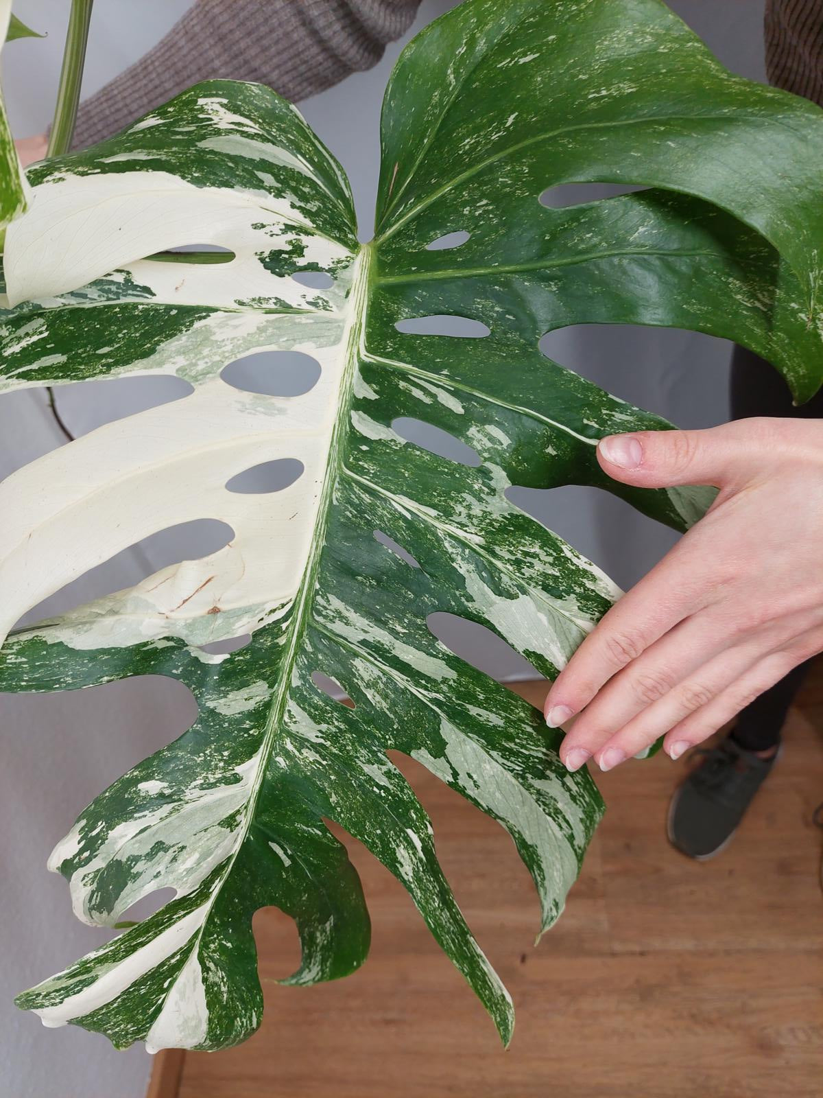 Monstera Variegata Adult