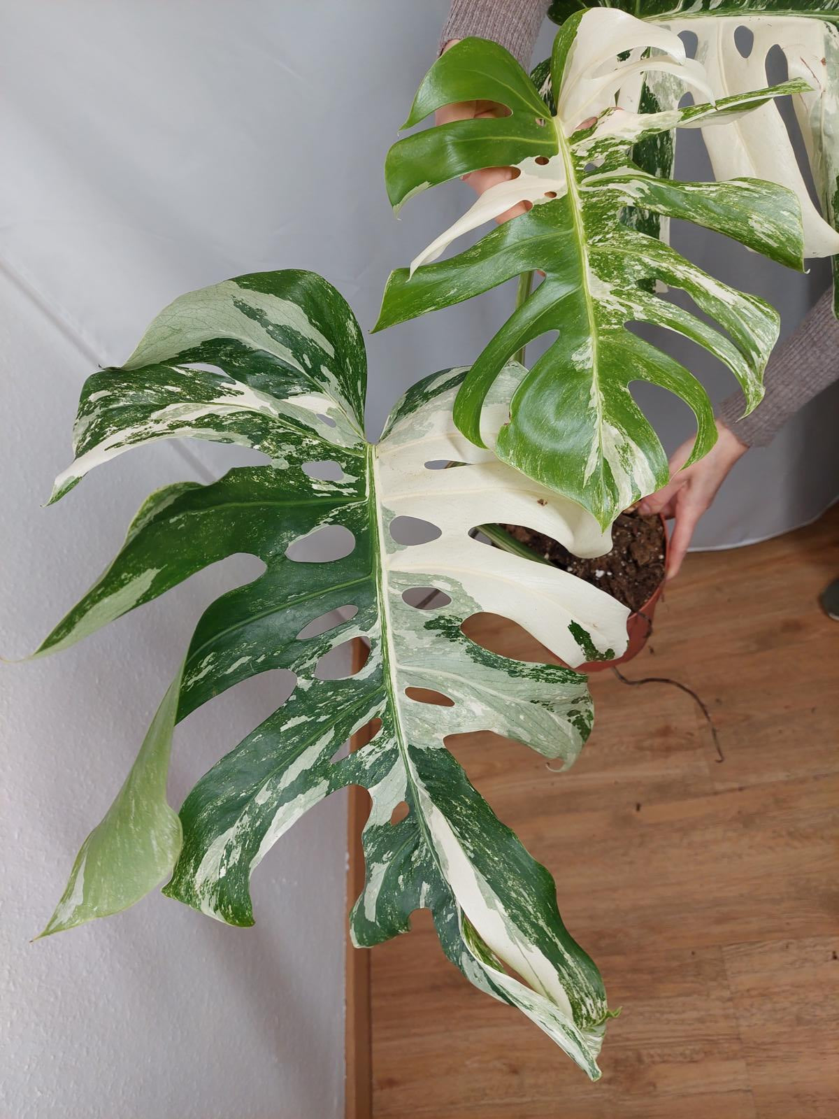 Monstera Variegata Adult