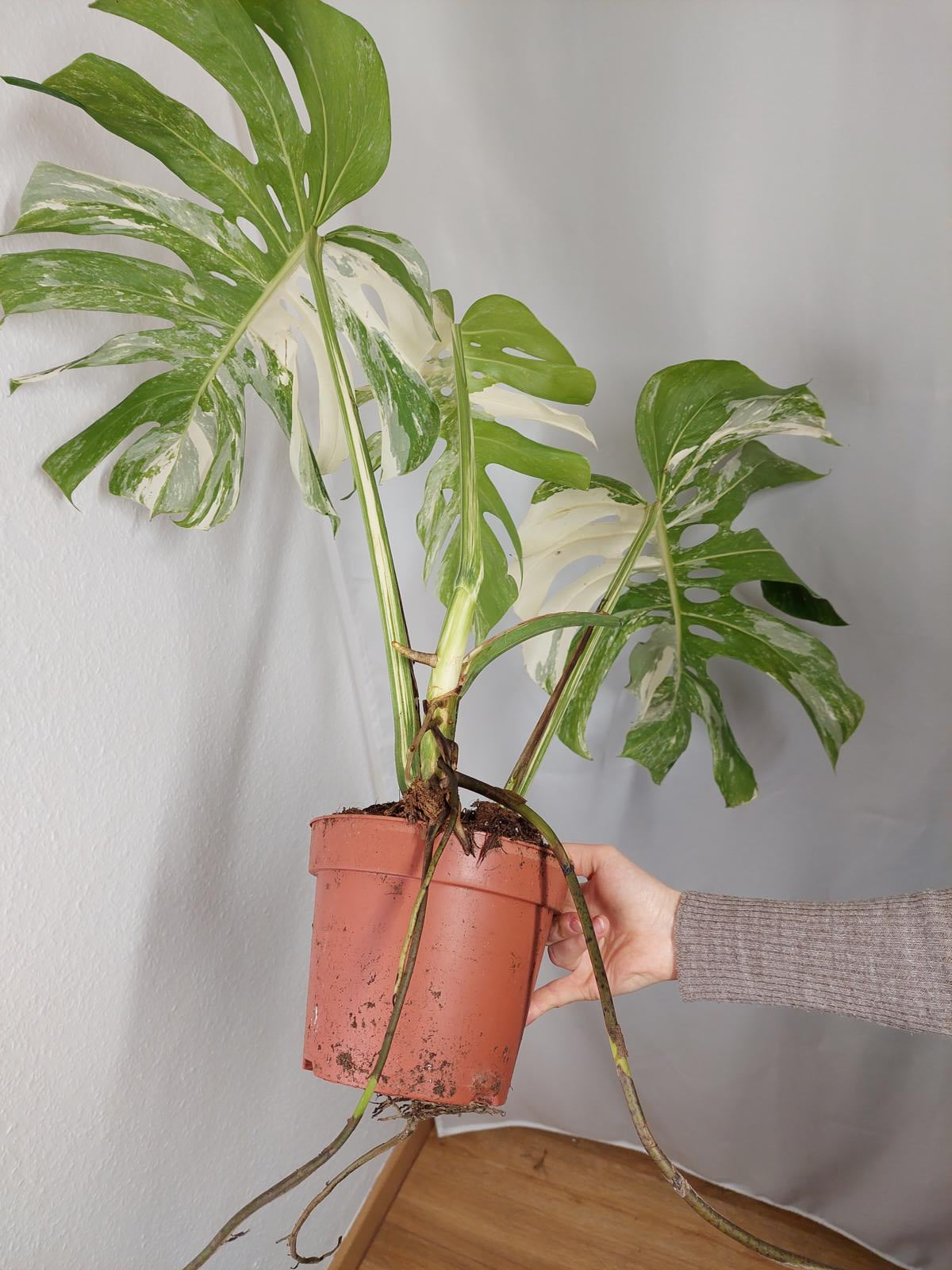 Monstera Variegata Adult