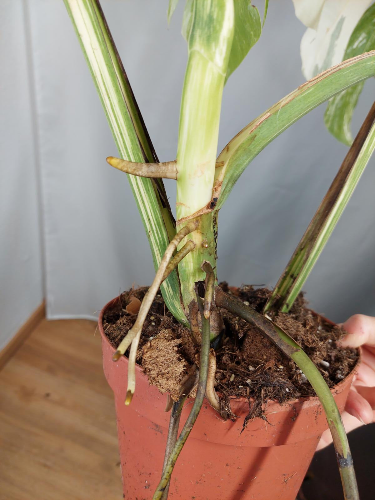 Monstera Variegata Adult