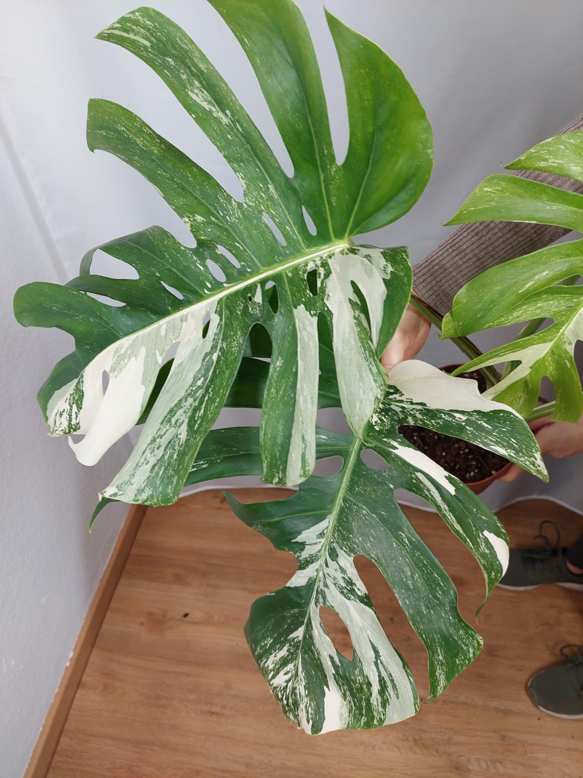 Monstera Variegata Adult