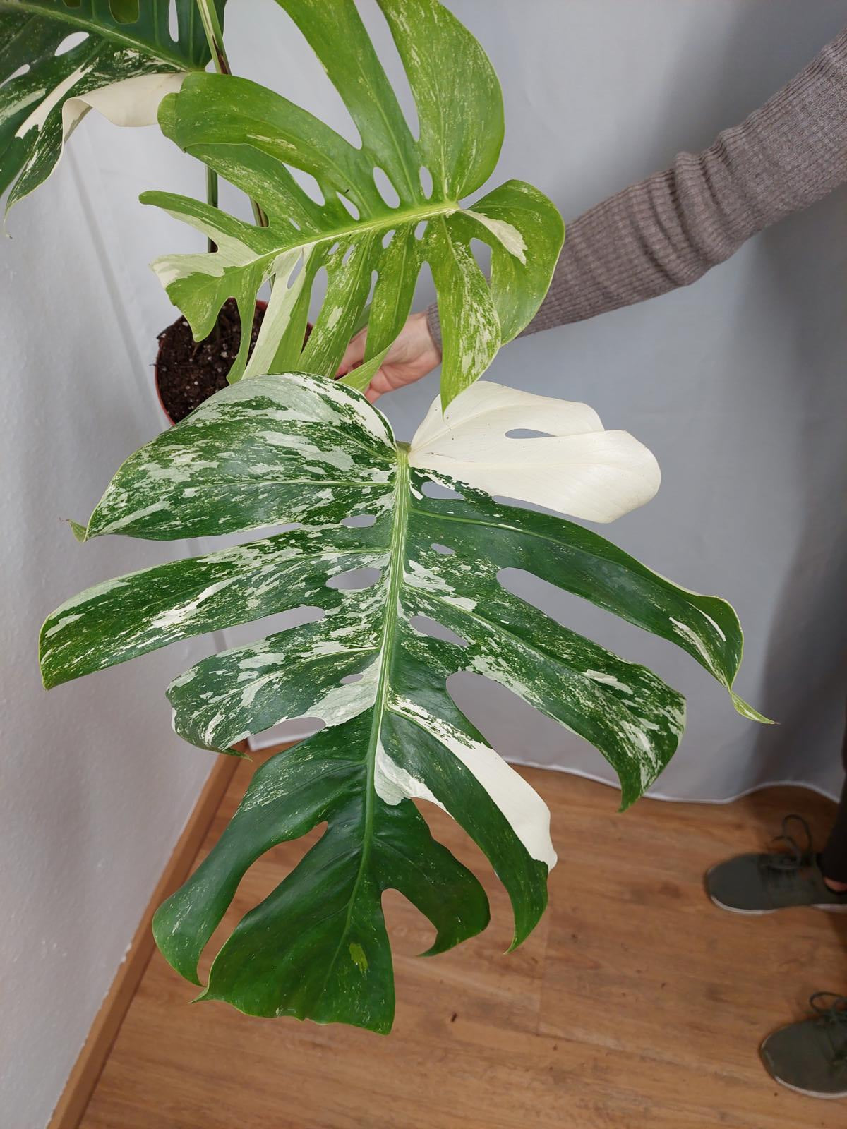 Monstera Variegata Adult