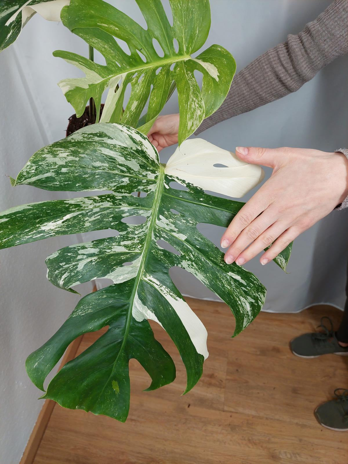 Monstera Variegata Adult