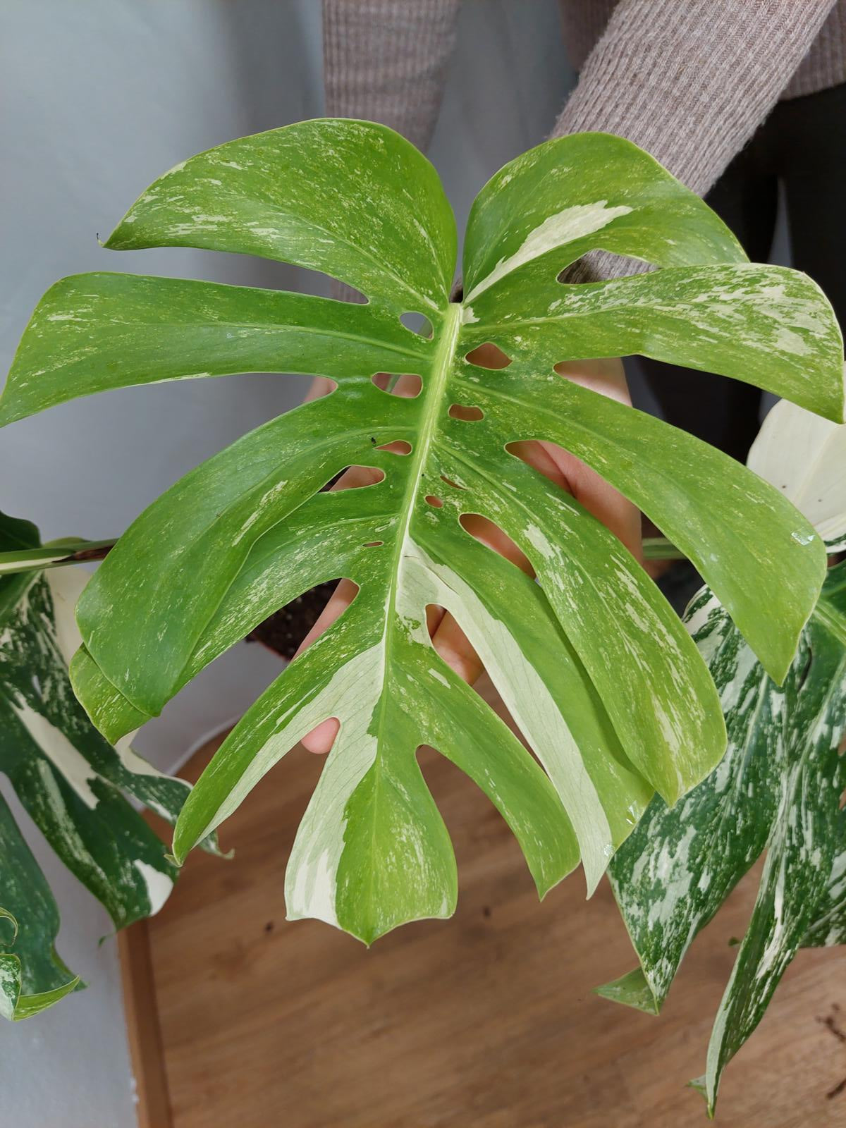 Monstera Variegata Adult