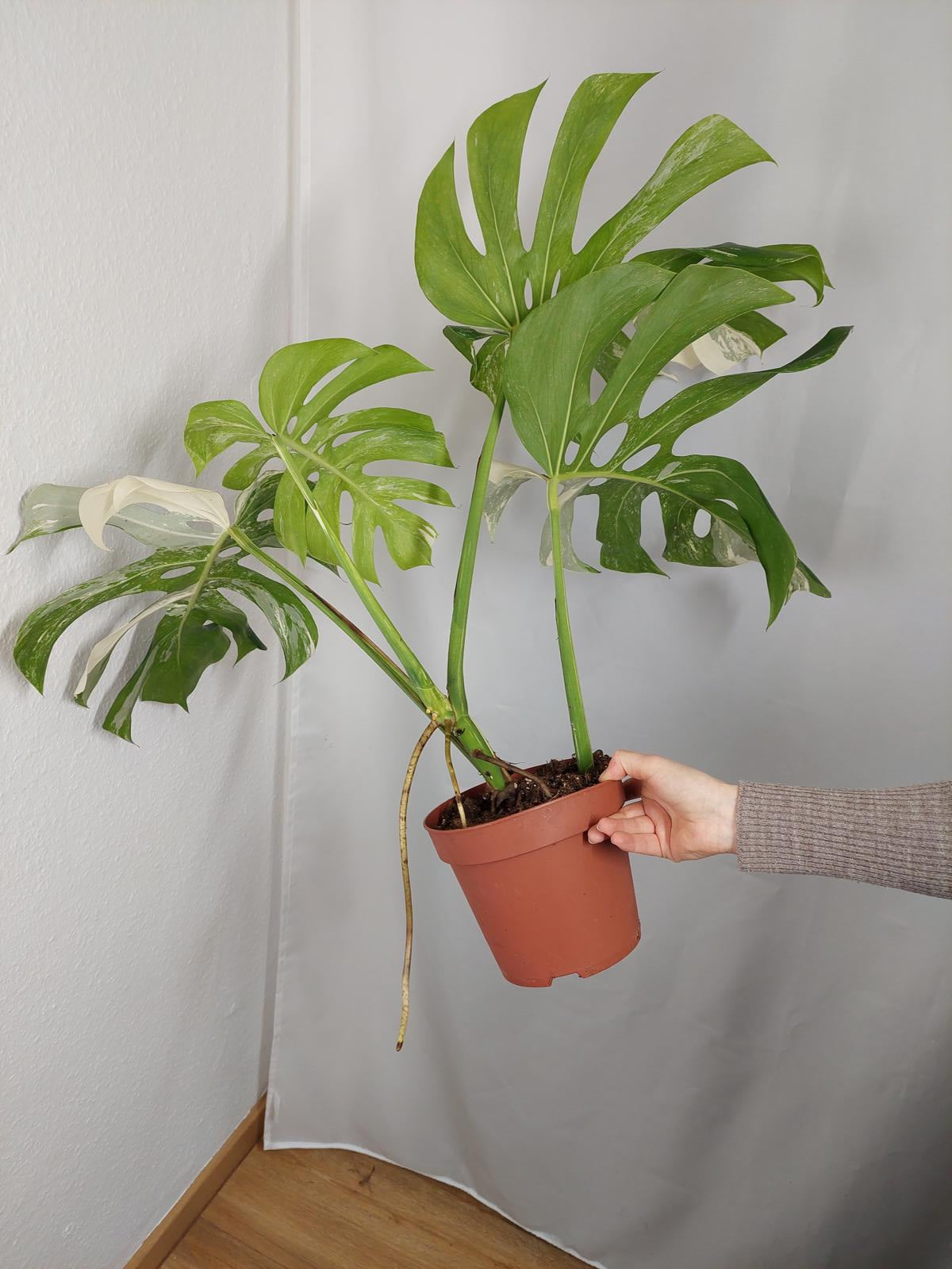 Monstera Variegata Adult