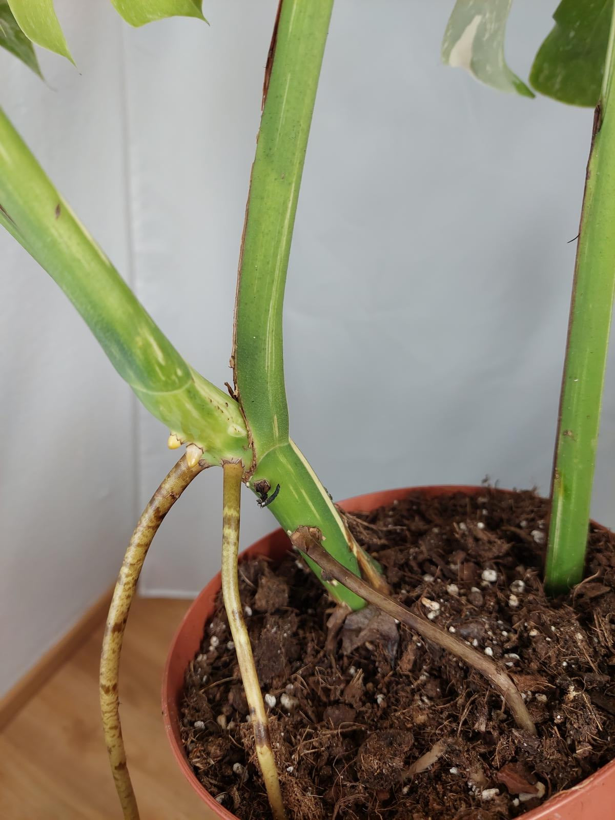 Monstera Variegata Adult