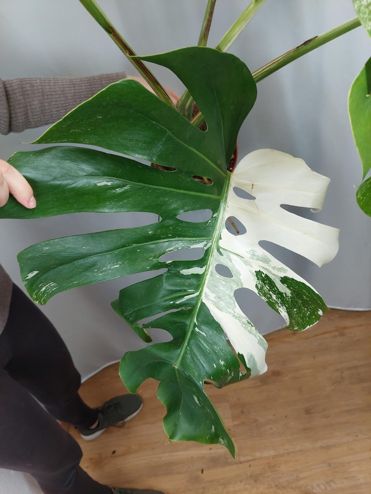 Monstera Variegata Adult