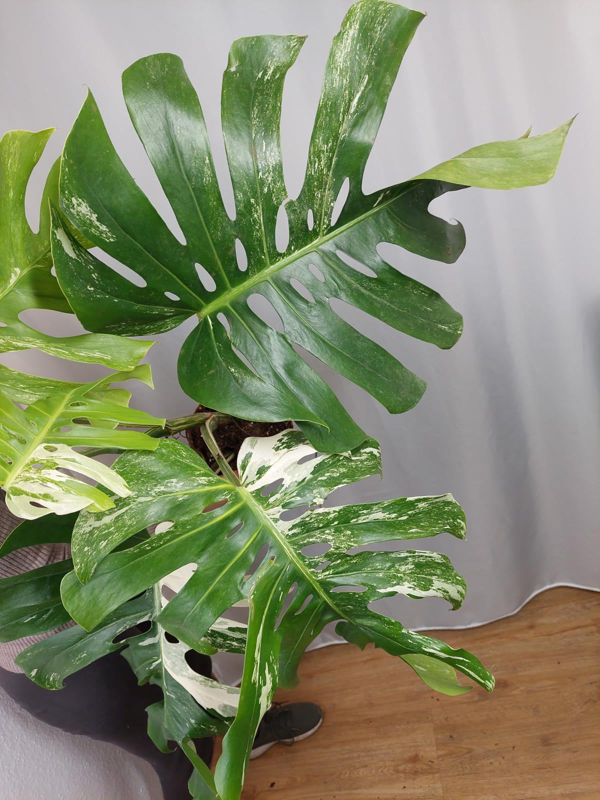 Monstera Variegata Adult