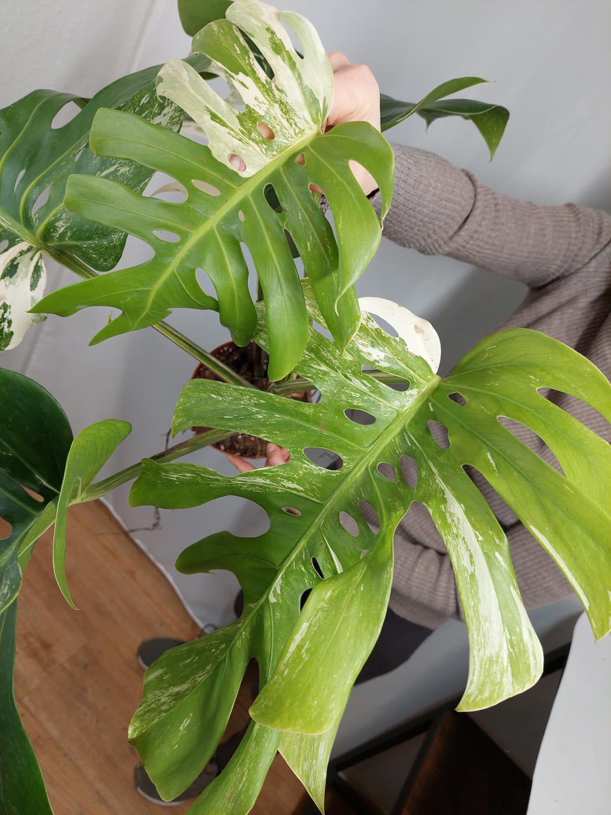 Monstera Variegata Adult