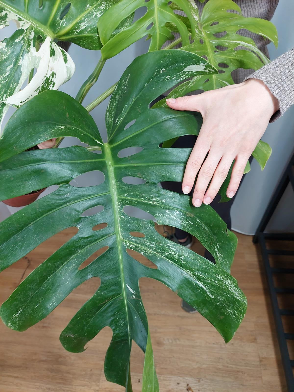 Monstera Variegata Adult