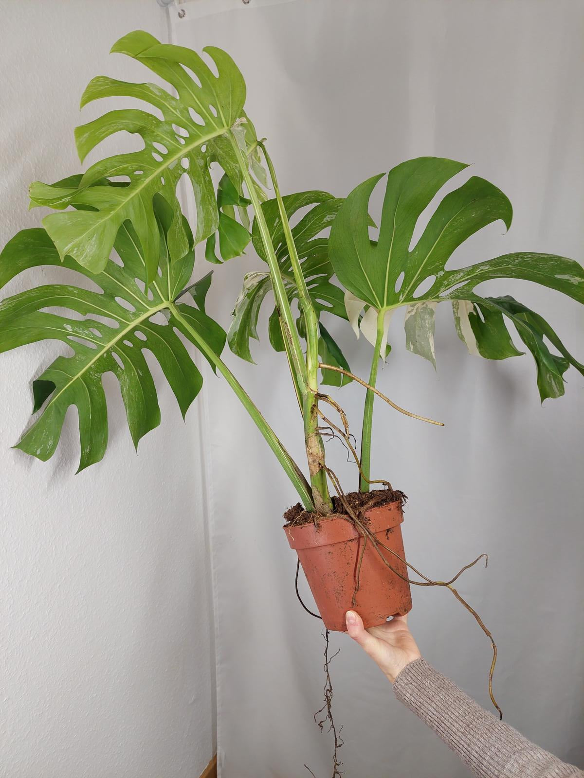 Monstera Variegata Adult