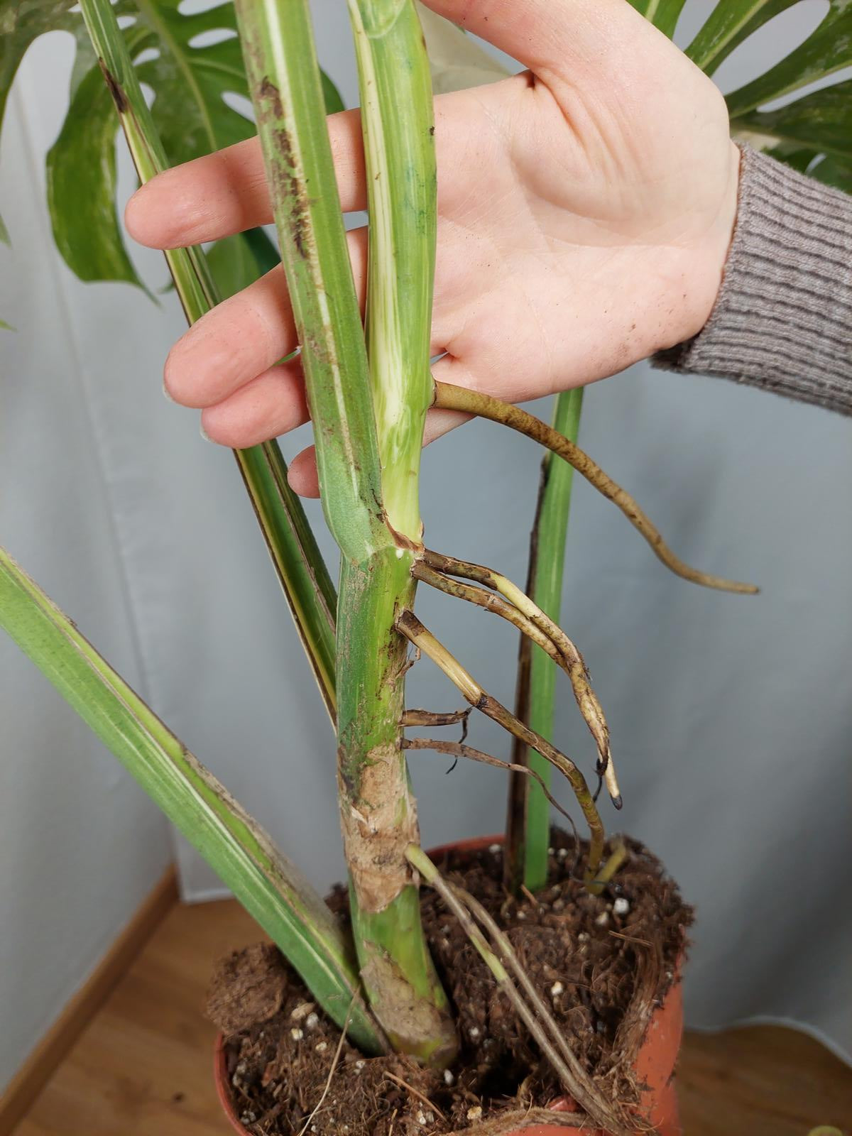 Monstera Variegata Adult