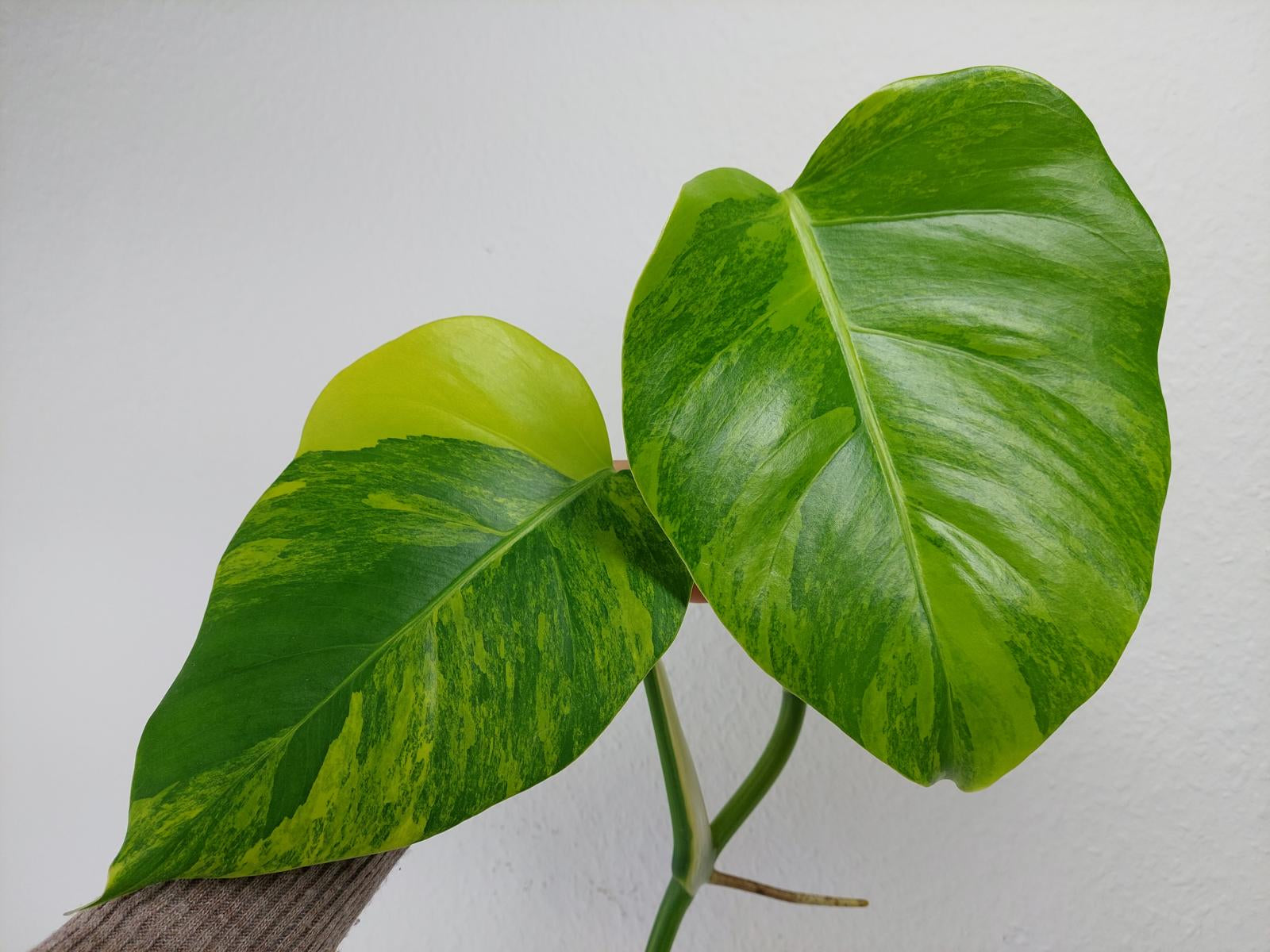 Monstera Aurea Steckling