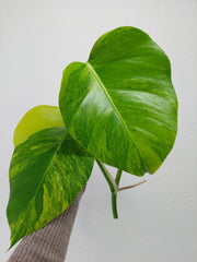 Monstera Aurea Steckling