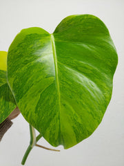 Monstera Aurea Steckling