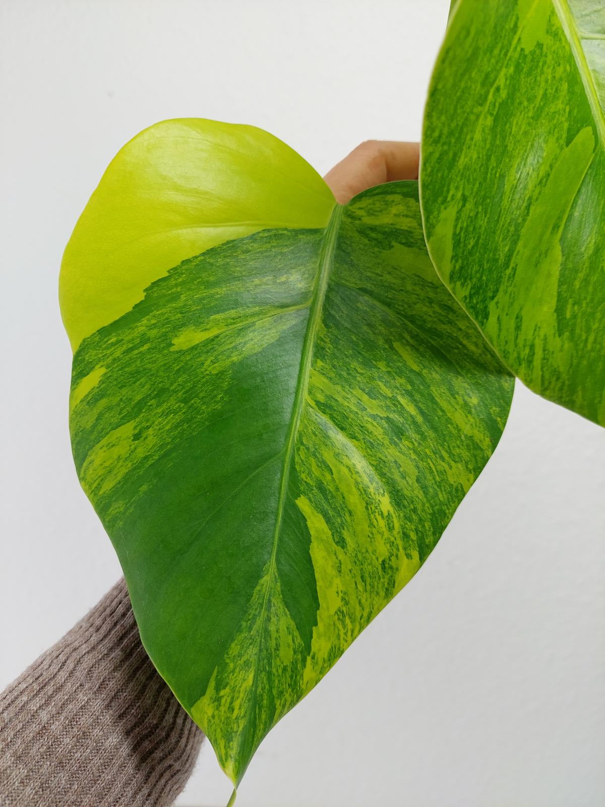 Monstera Aurea Steckling