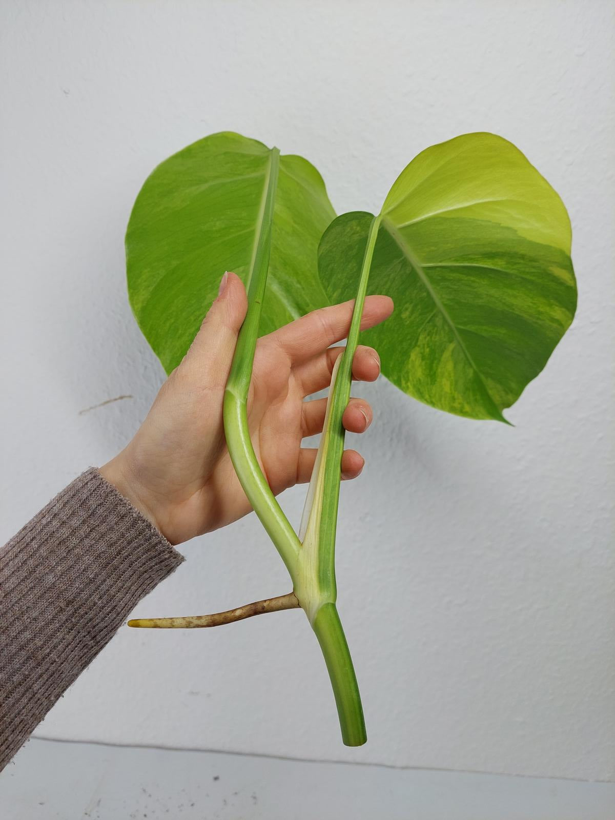 Monstera Aurea Steckling