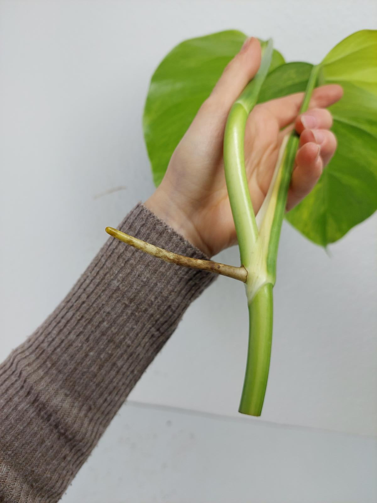 Monstera Aurea Steckling