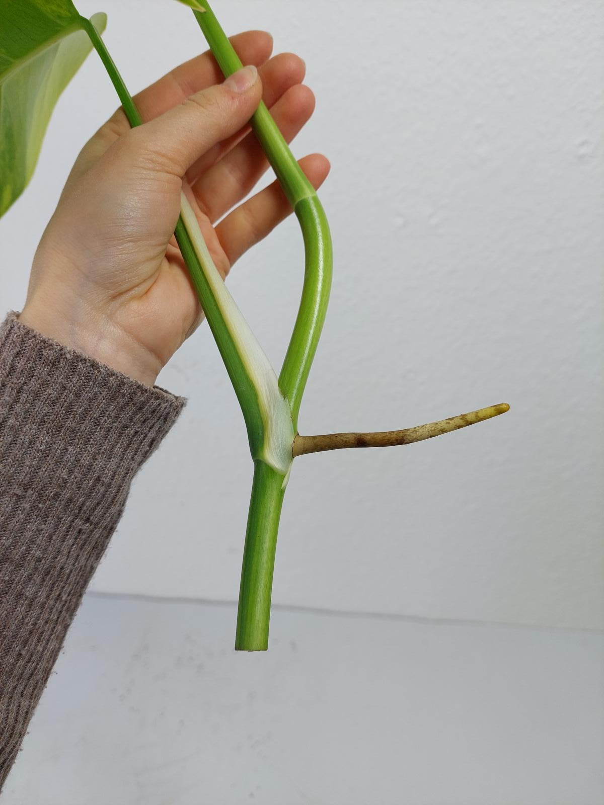 Monstera Aurea Steckling