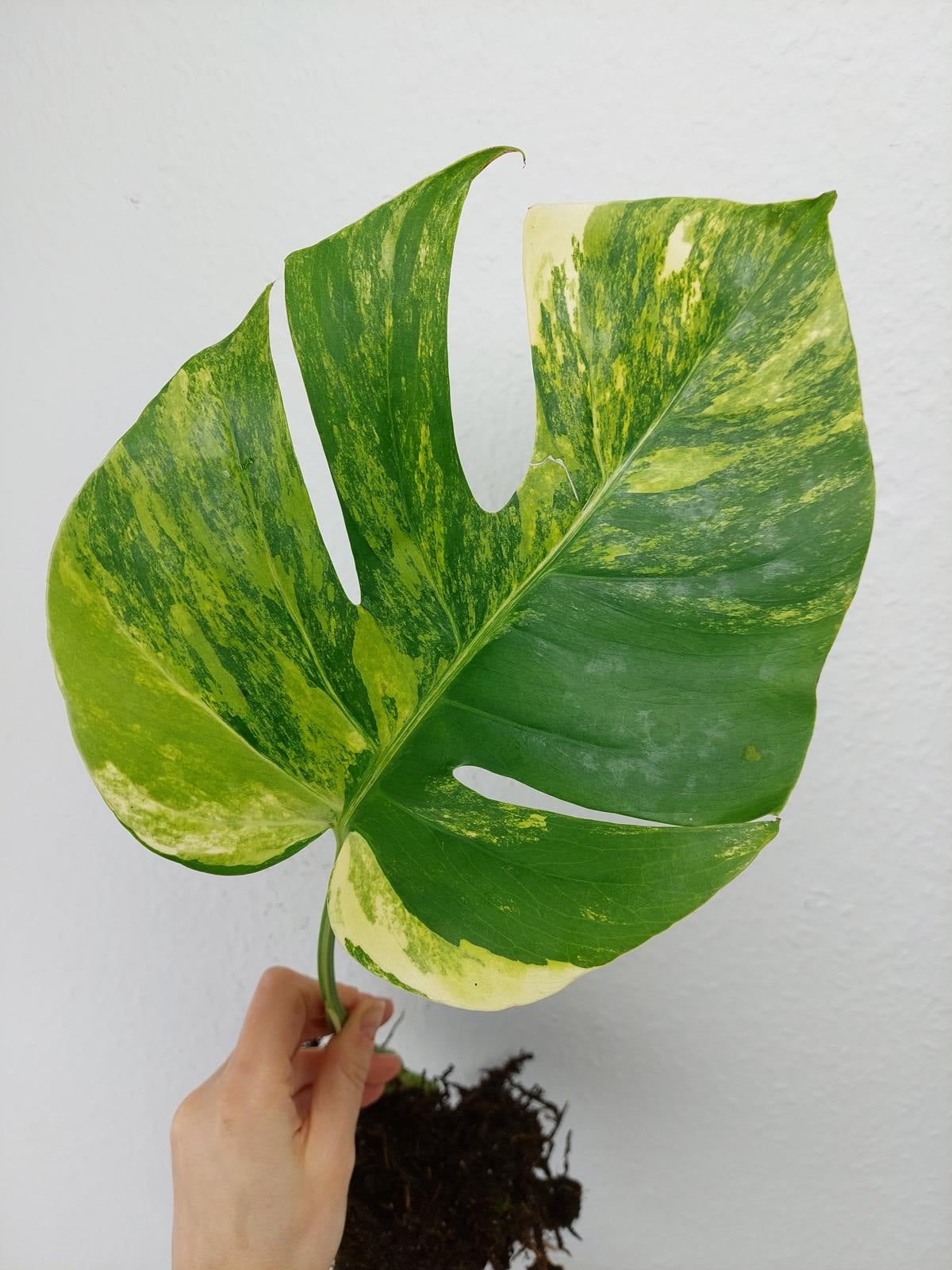 Monstera Aurea Steckling