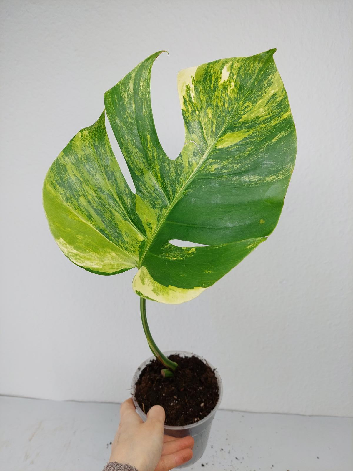 Monstera Aurea Steckling