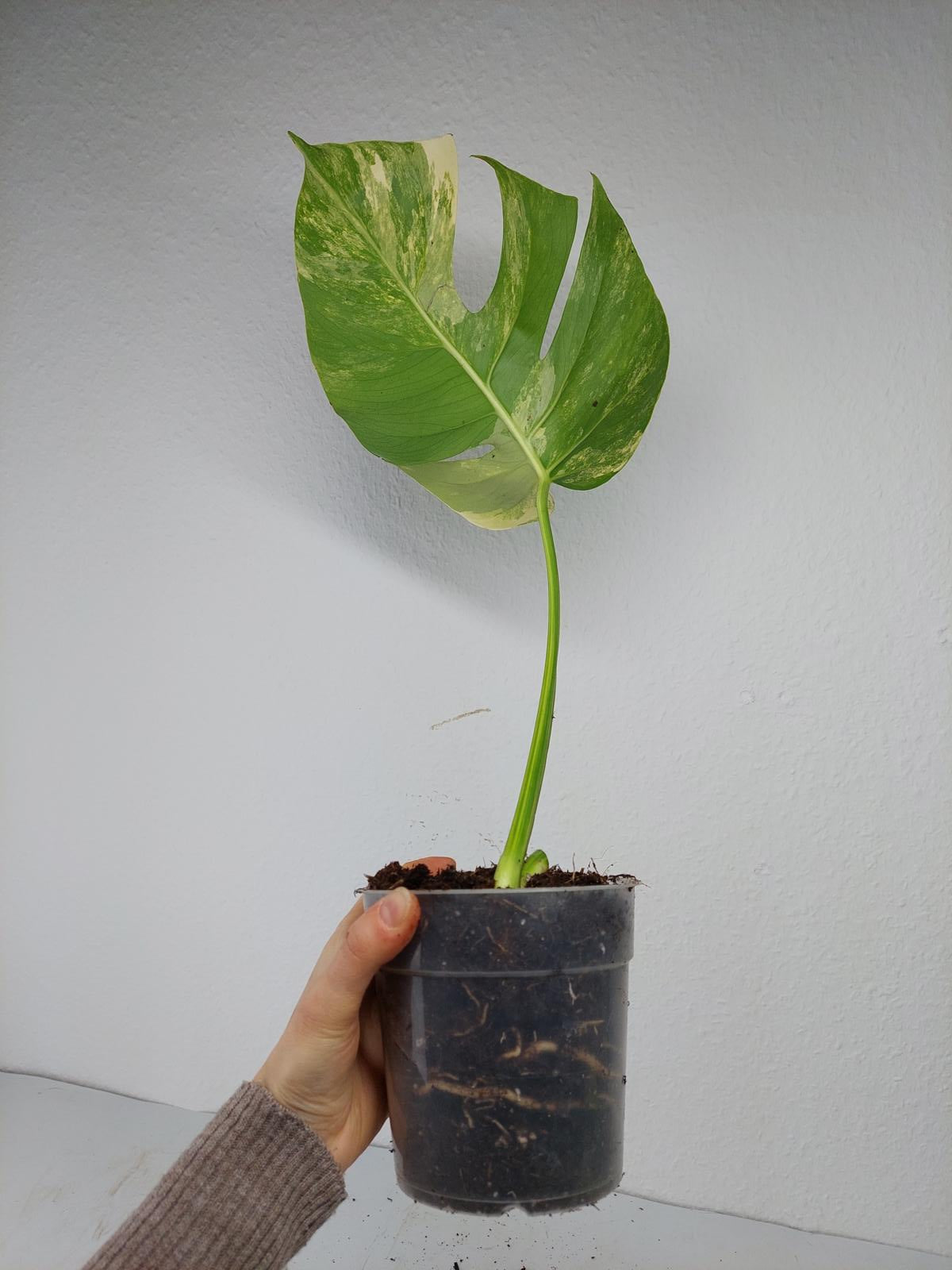 Monstera Aurea Steckling