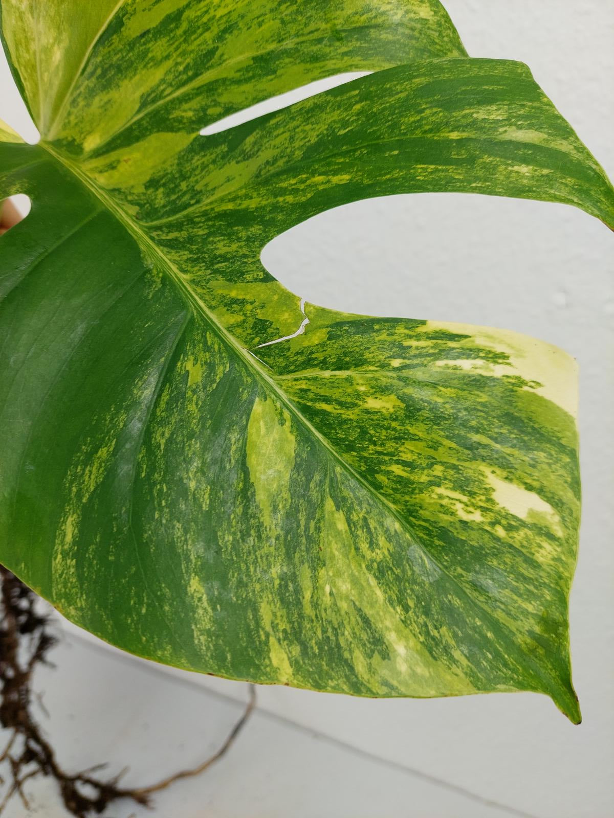 Monstera Aurea Steckling