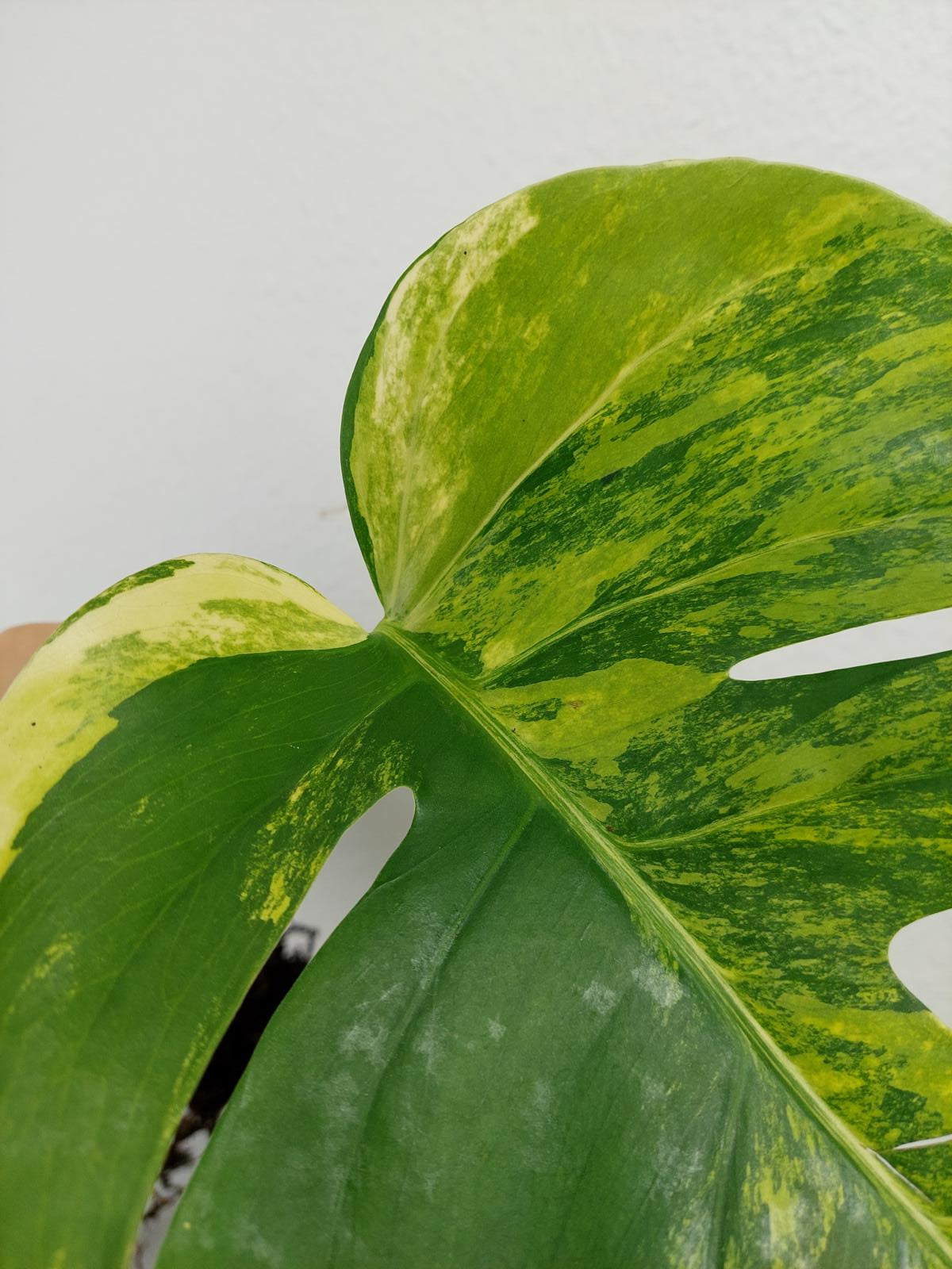 Monstera Aurea Steckling