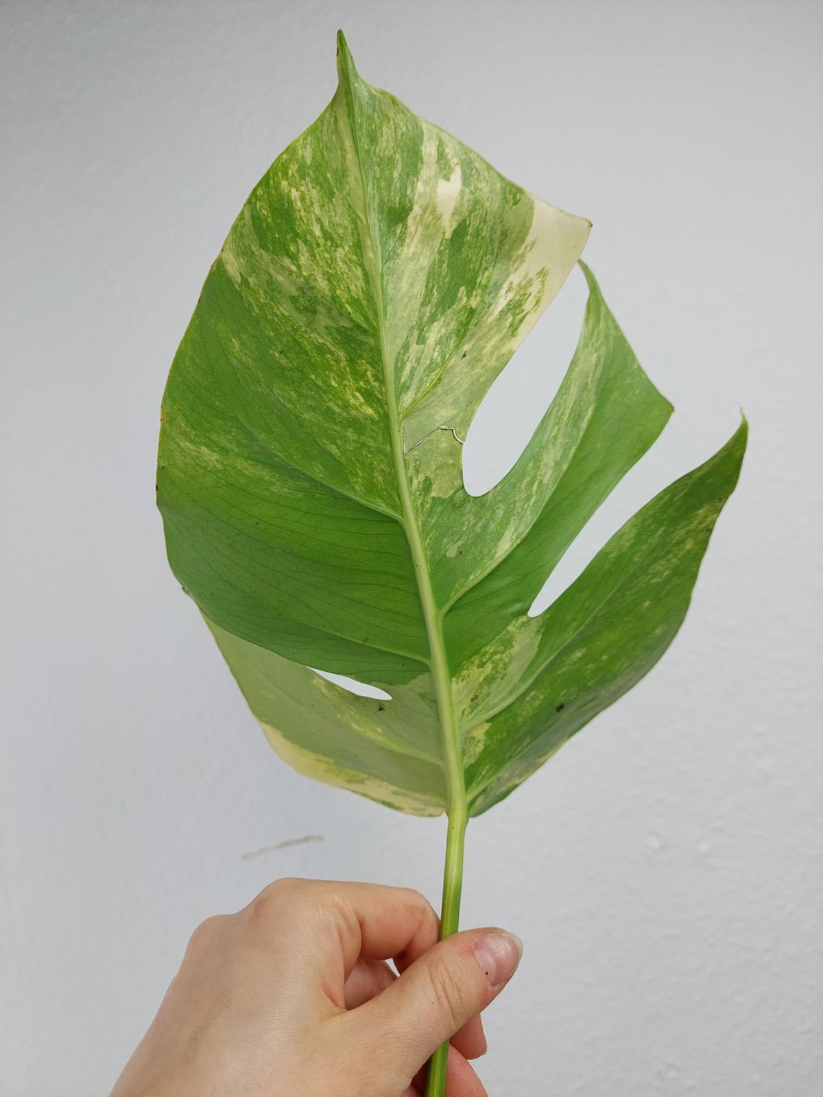 Monstera Aurea Steckling