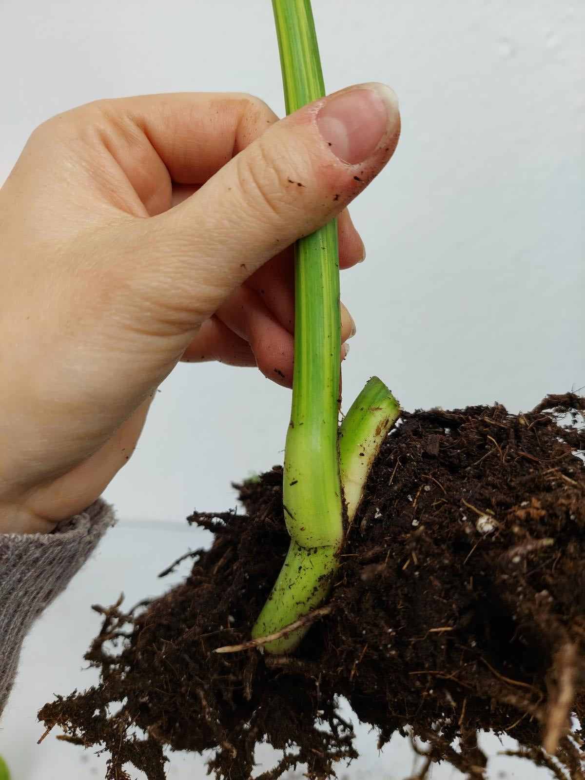 Monstera Aurea Steckling