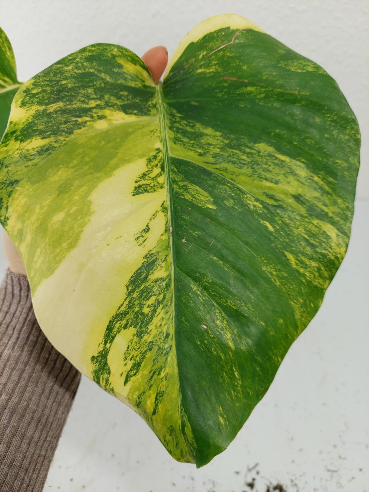 Monstera Aurea Steckling