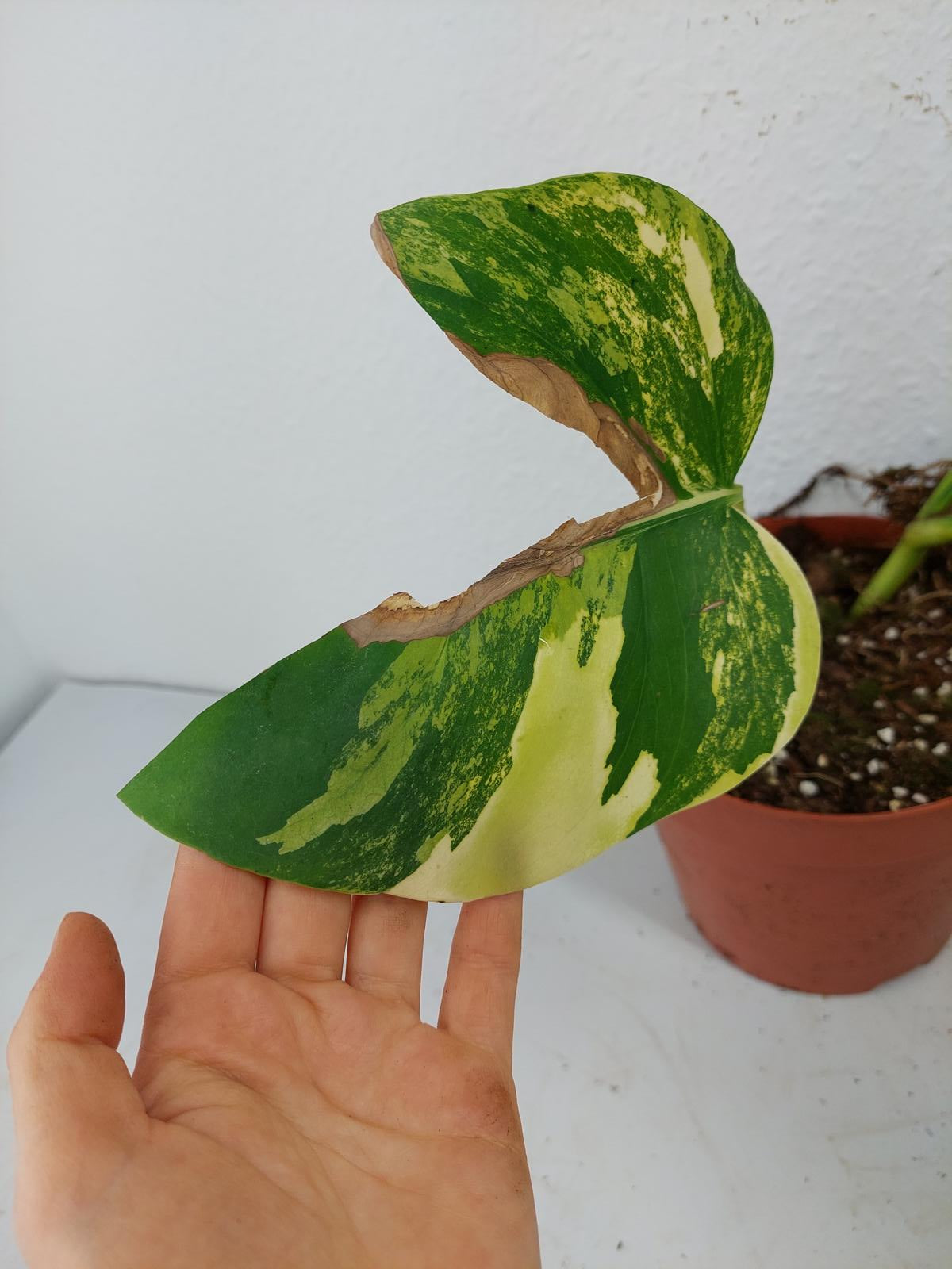 Monstera Aurea Steckling