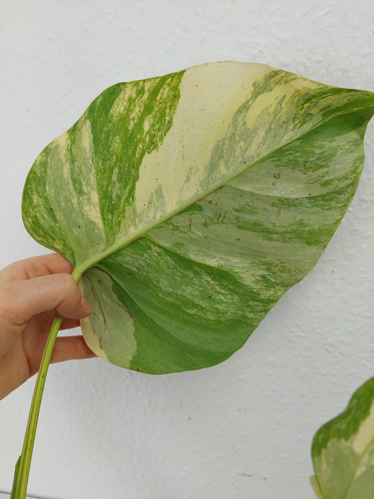 Monstera Aurea Steckling