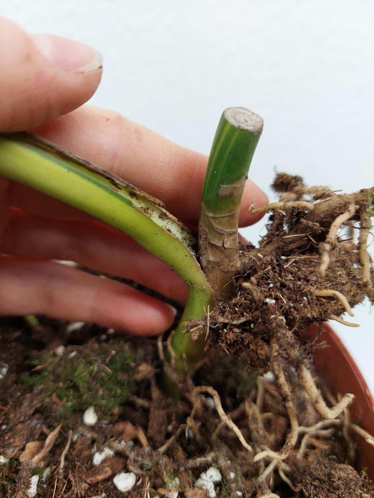 Monstera Aurea Steckling