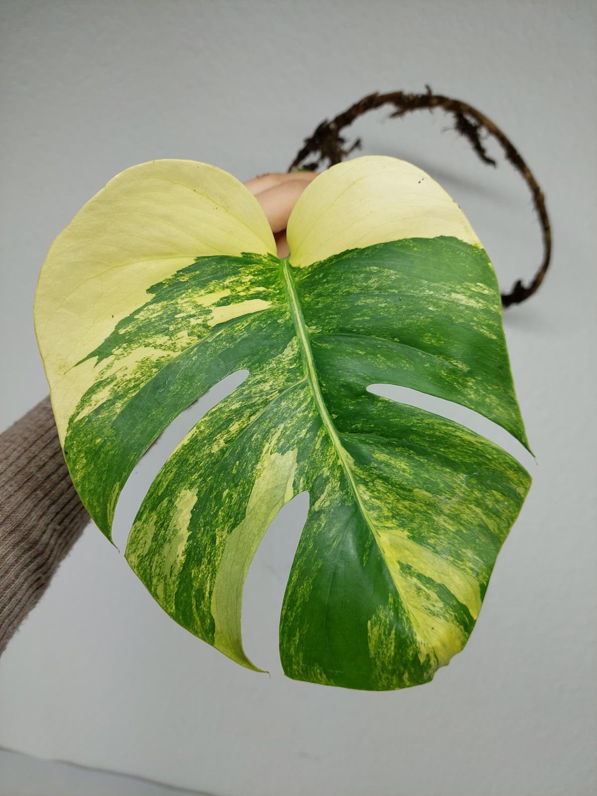 Monstera Aurea Steckling