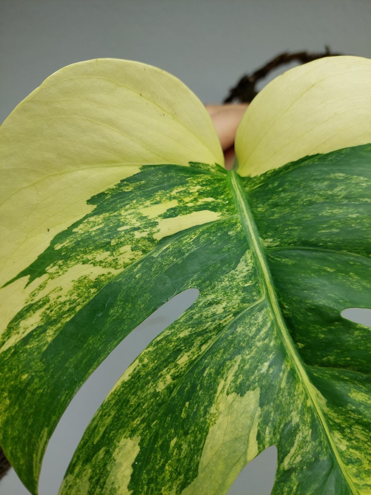 Monstera Aurea Steckling