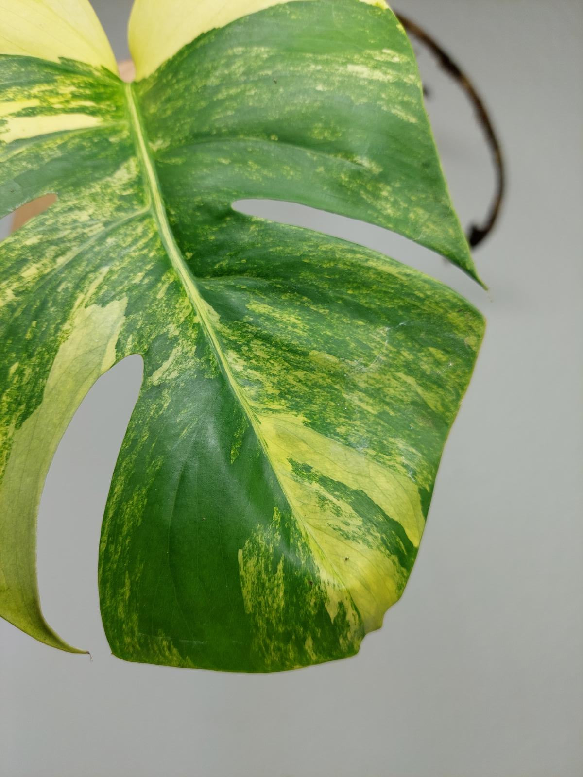 Monstera Aurea Steckling