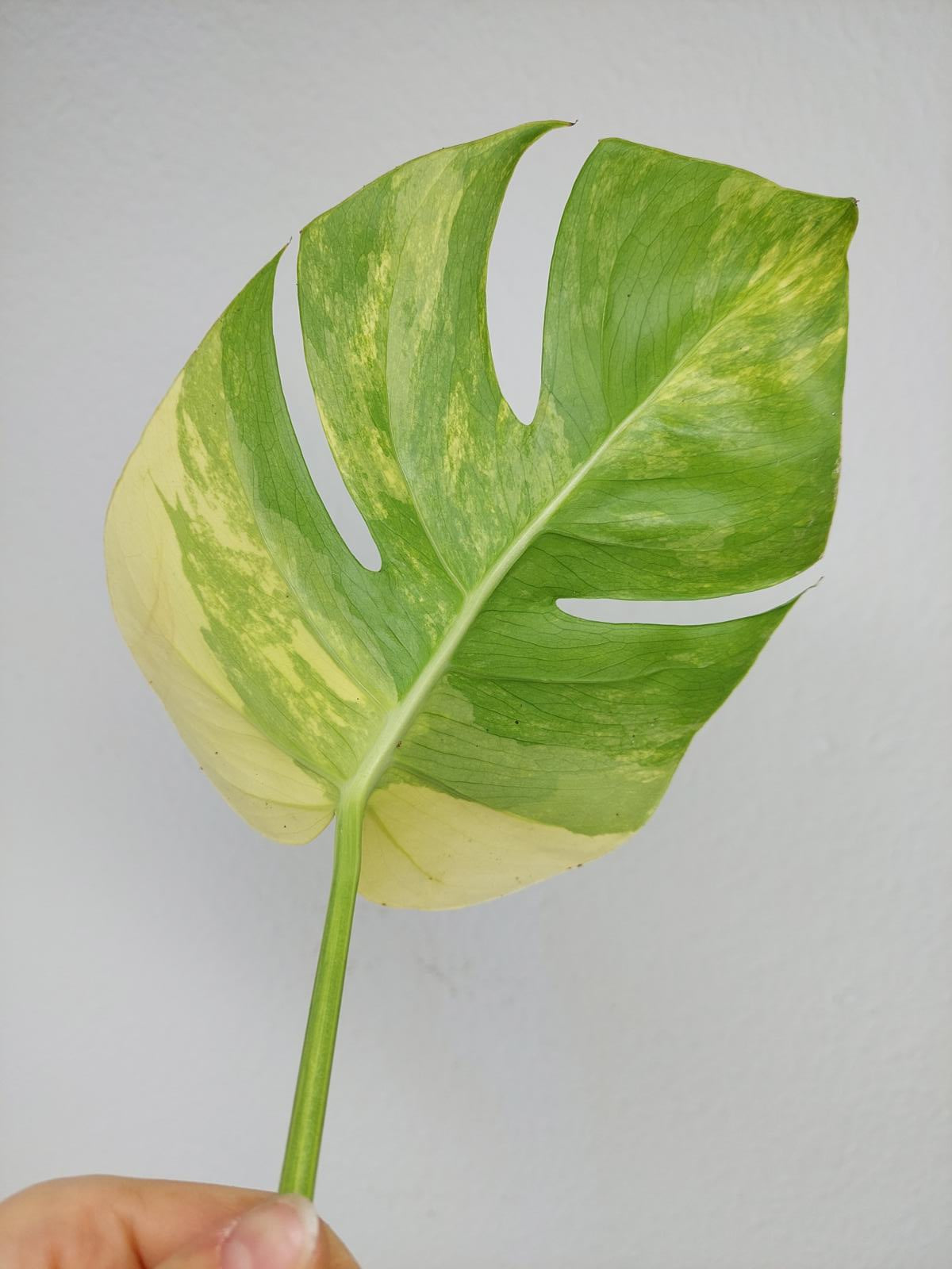 Monstera Aurea Steckling