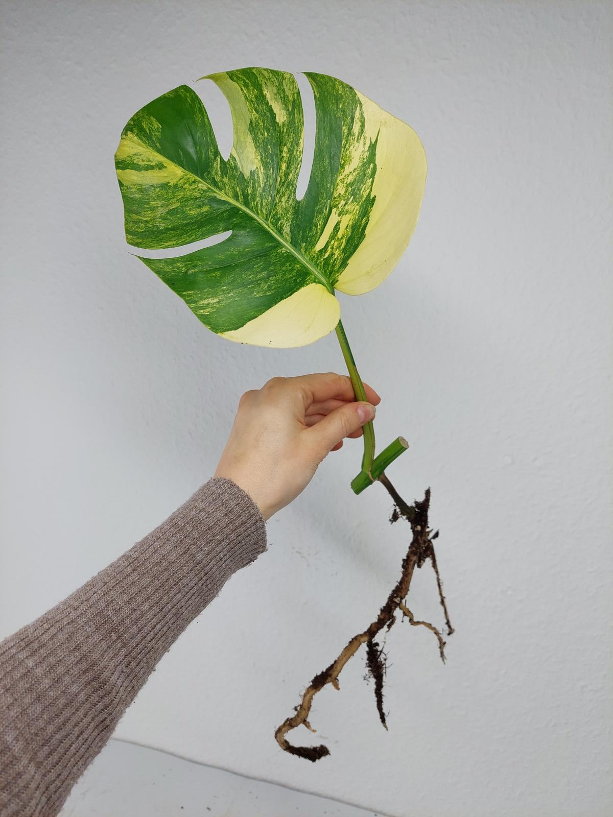 Monstera Aurea Steckling