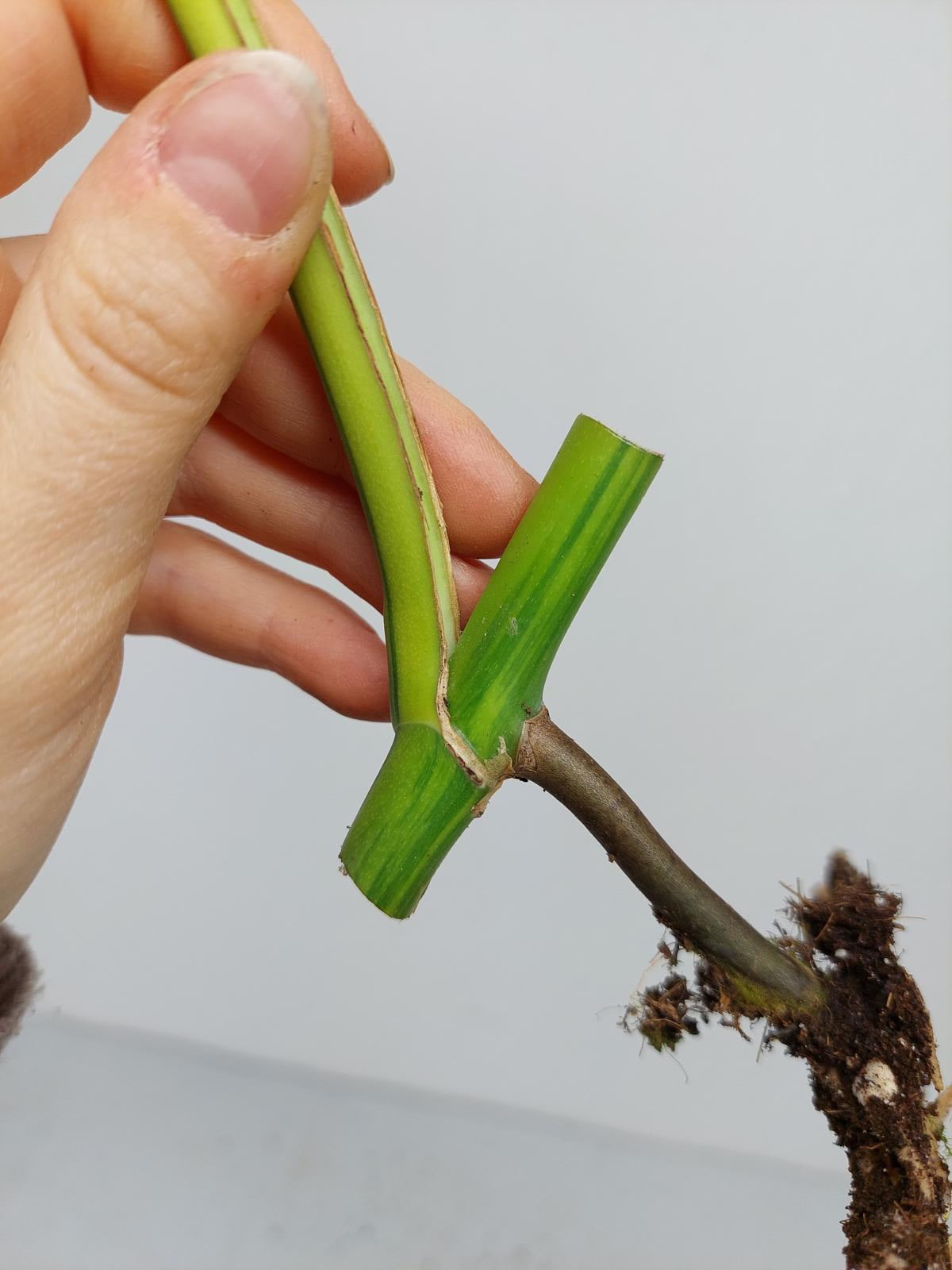 Monstera Aurea Steckling