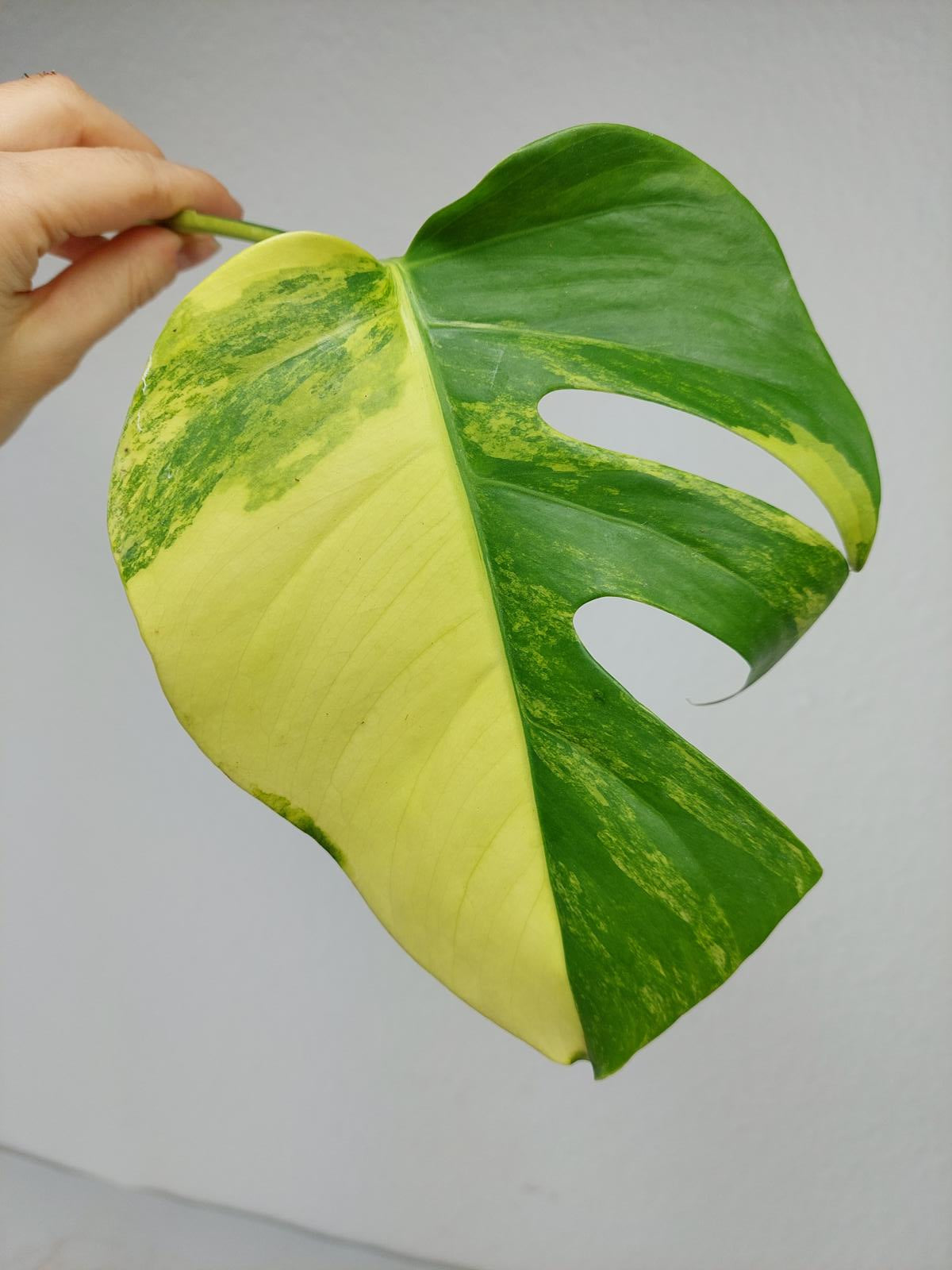 Monstera Aurea Steckling